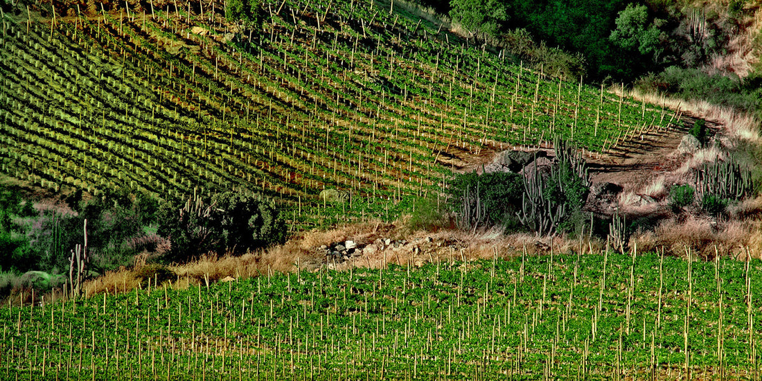 🍷 Ontdek Palena: Puur Chiliense natuur in je glas