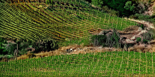 🍷 Ontdek Palena: Puur Chiliense natuur in je glas