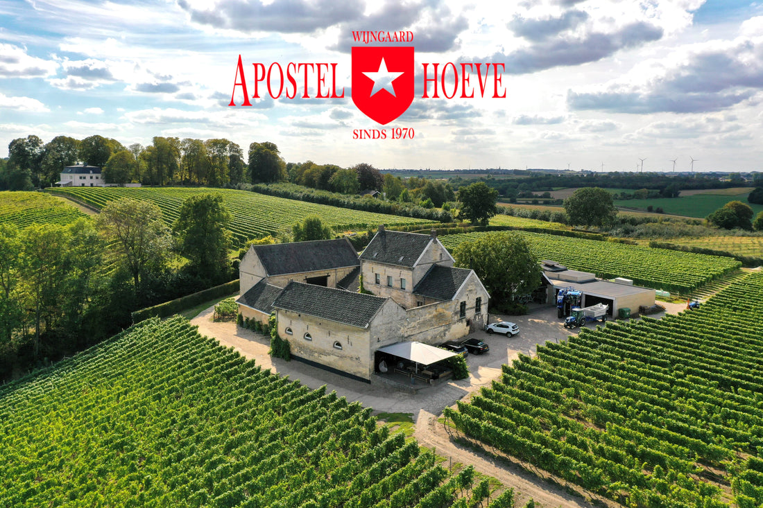 Apostelhoeve Auxerrois 2023 – Limburgse finesse met internationale erkenning