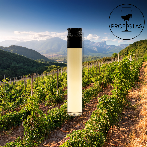 Palena - Sauvignon Blanc - 2023 By the Glass